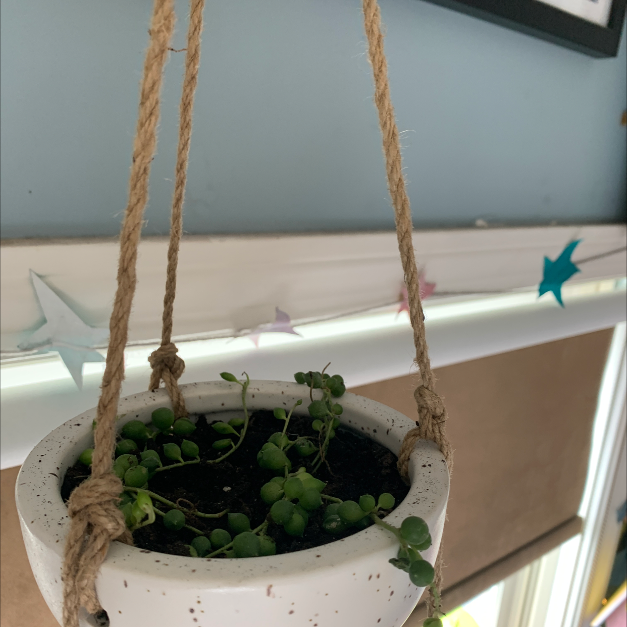 A healthy potted Kalanchoe plant with slight leaf yellowing hanging in front of a light blue wall.