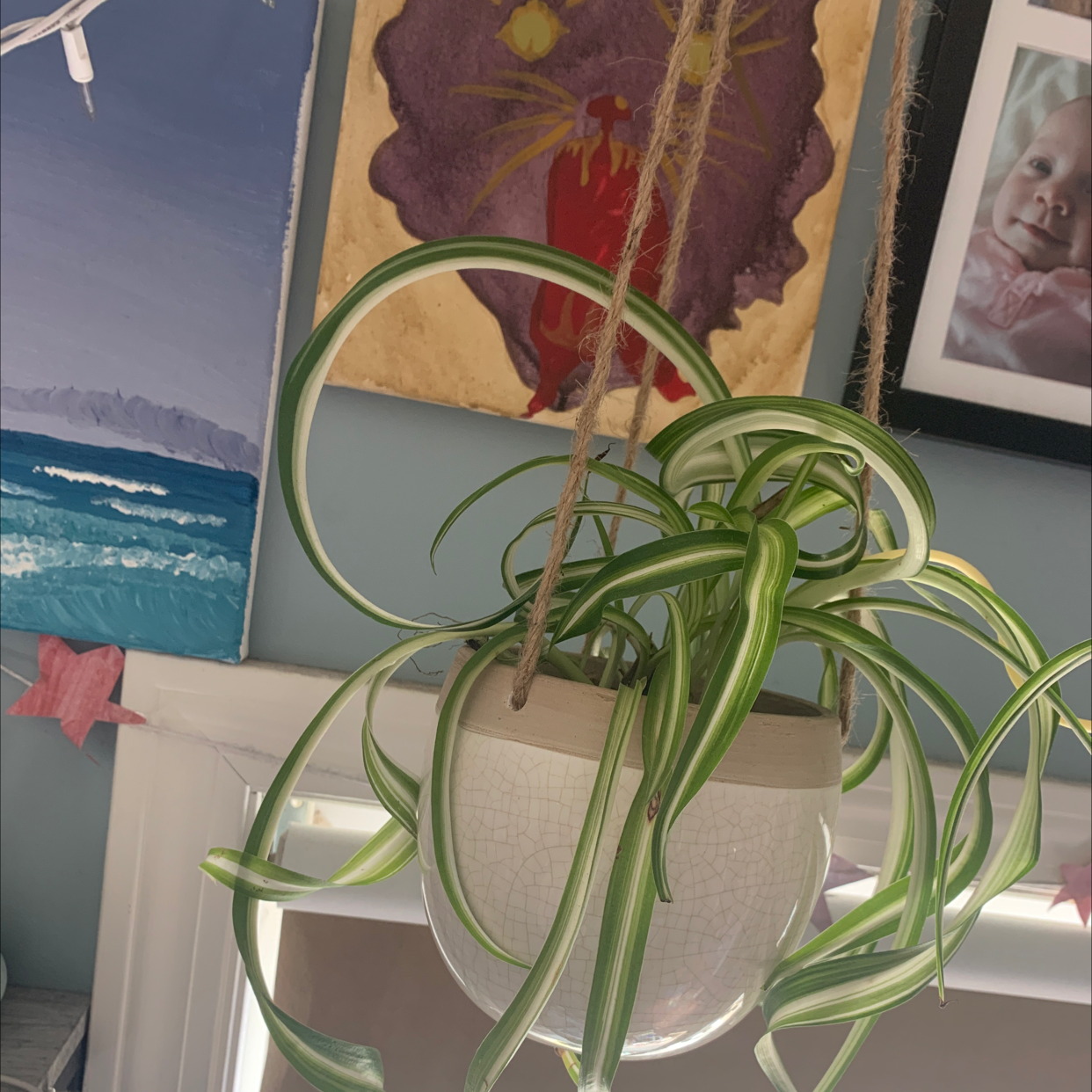 Spider Plant in a hanging pot with vibrant green and white striped leaves.