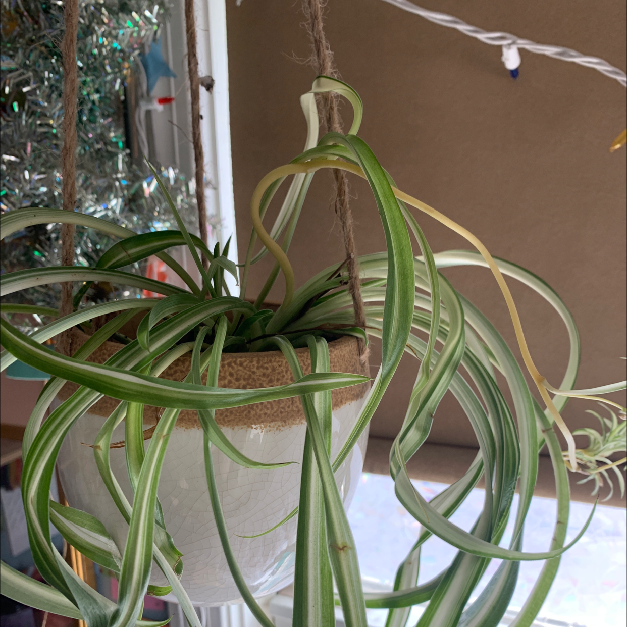 Spider Plant in a hanging pot with some yellowing leaves.