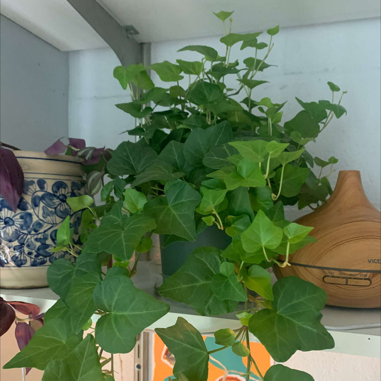Healthy English Ivy plant with vibrant green leaves trailing from a ceramic pot, photographed indoors.