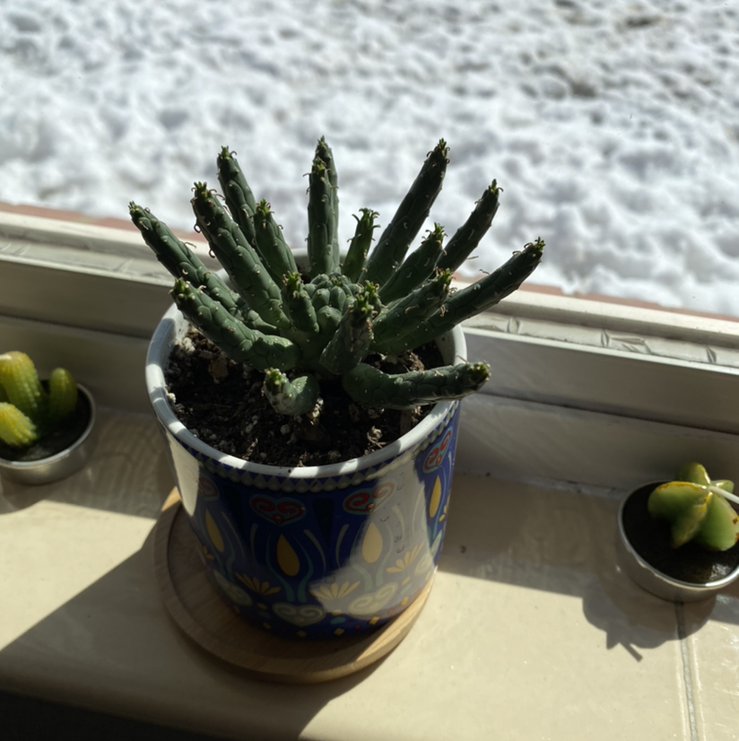 Medusa's Head succulent in a decorative pot on a windowsill with a snowy background.