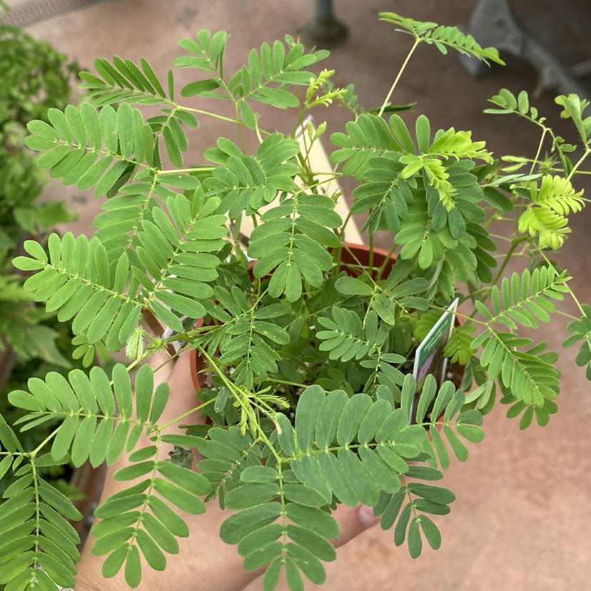 Healthy Sensitive Plant with vibrant green leaves, held by a hand.