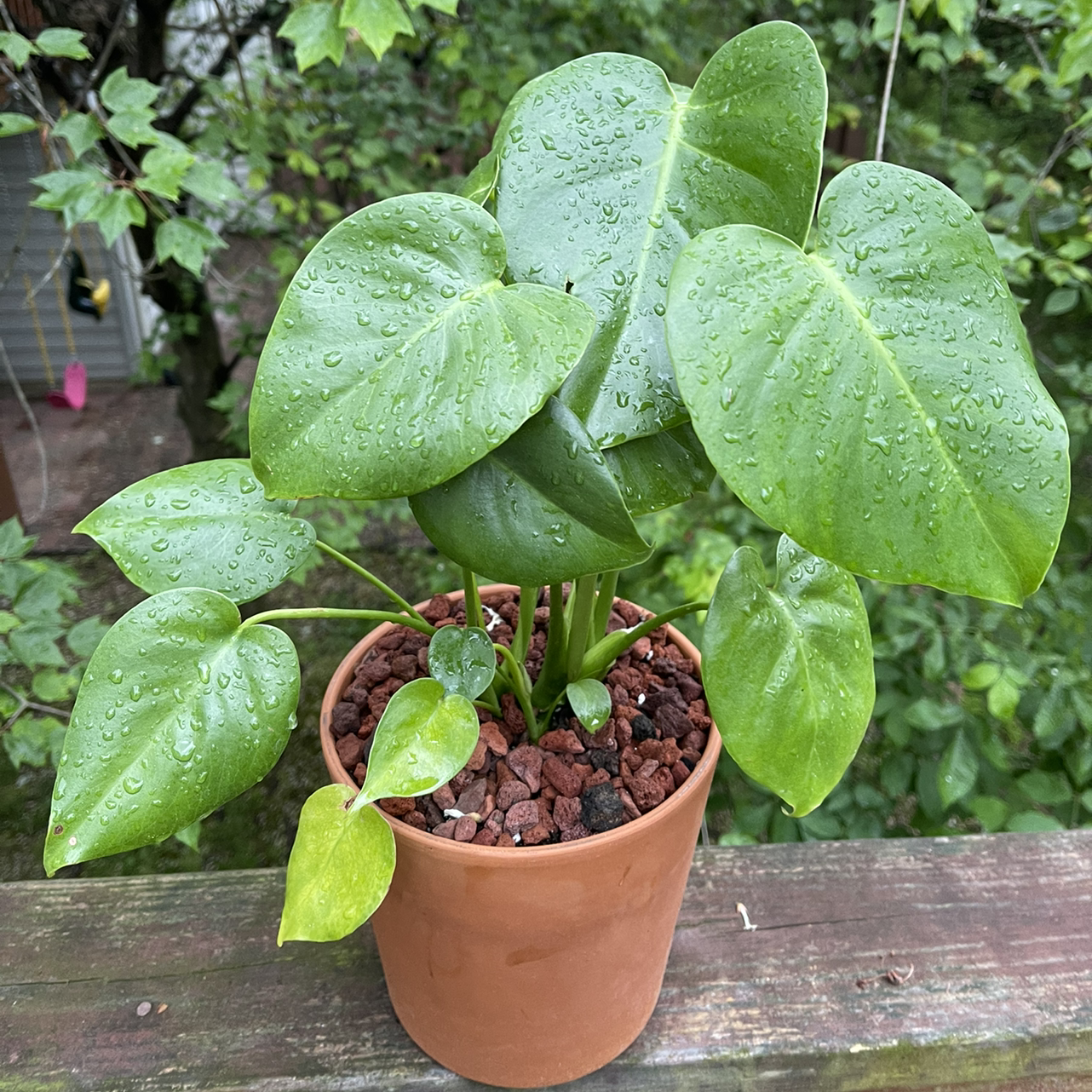 Philodendron Scandens plant photo by @Johnnyawesome named Phillis on Greg, the plant care app.