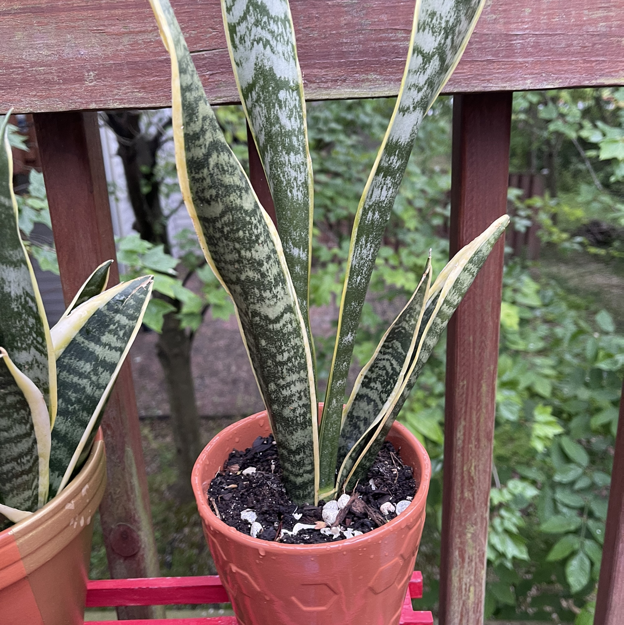Snake Plant plant photo by @Johnnyawesome named Snake on Greg, the plant care app.