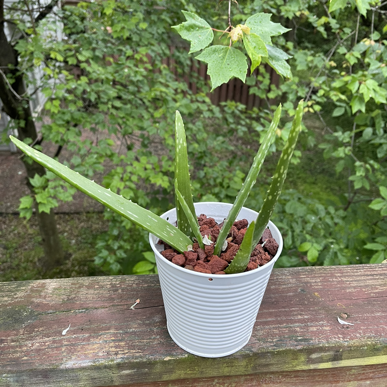 Aloe vera plant photo by @Johnnyawesome named Aloe on Greg, the plant care app.