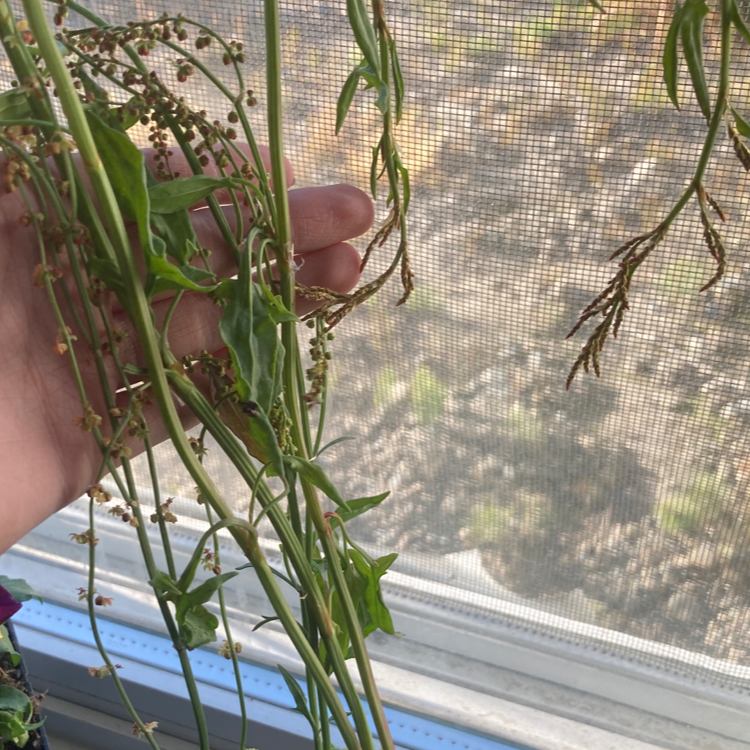 Photo of the plant species Sheep Sorrel by Addison named Sorrel on Greg, the plant care app