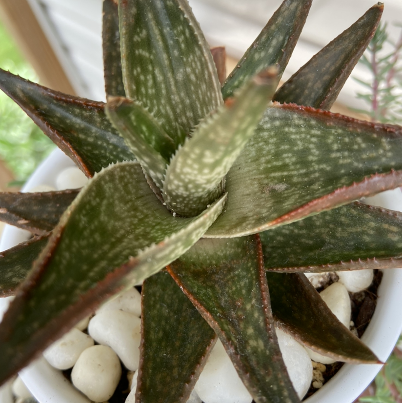 Haworthia Alba plant in a white pot with white stones, showing some browning on leaf edges.