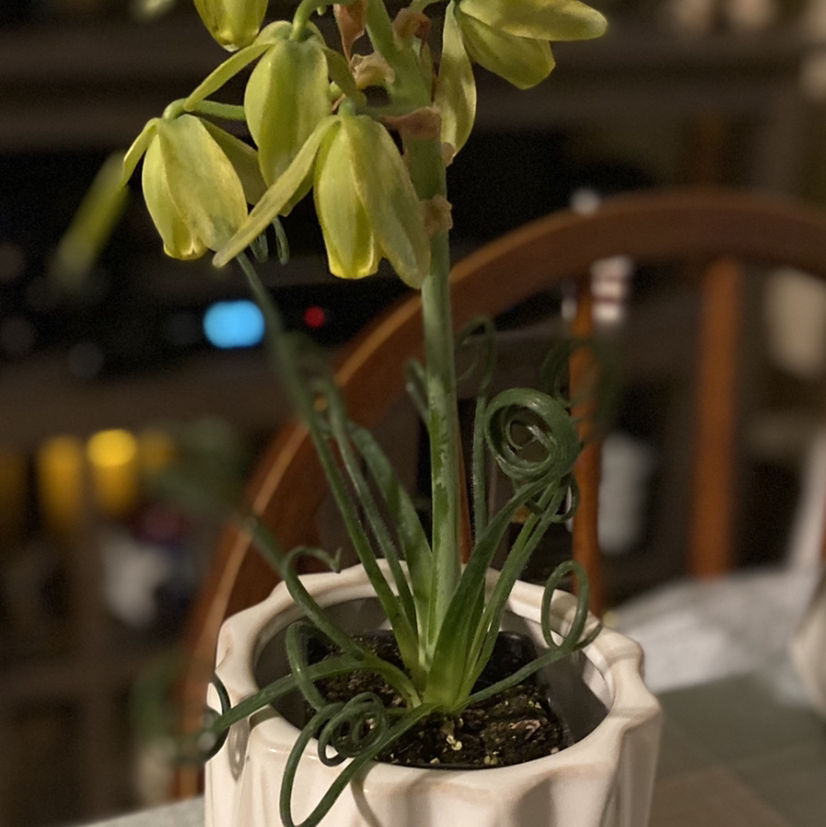Frizzle Sizzle plant in a white pot with curly leaves and yellow flowers.