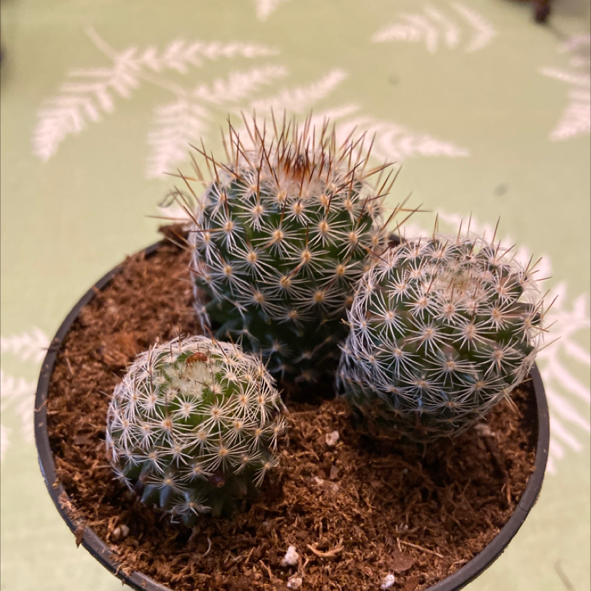 Image of a healthy Correll's Hedgehog Cactus in a small pot with visible soil.