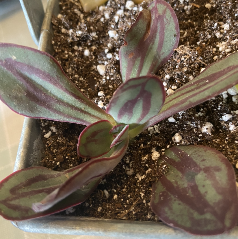 Painted Echeveria plant with purple and green variegated leaves in a small pot with visible soil.