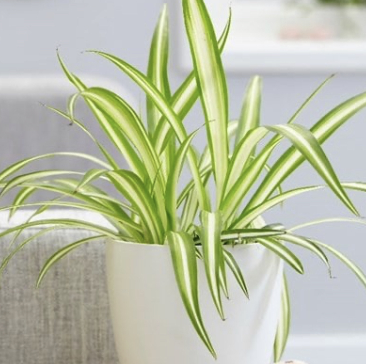 Photo of the plant species Spider Plant by @Golden27 named Zion on Greg, the plant care app