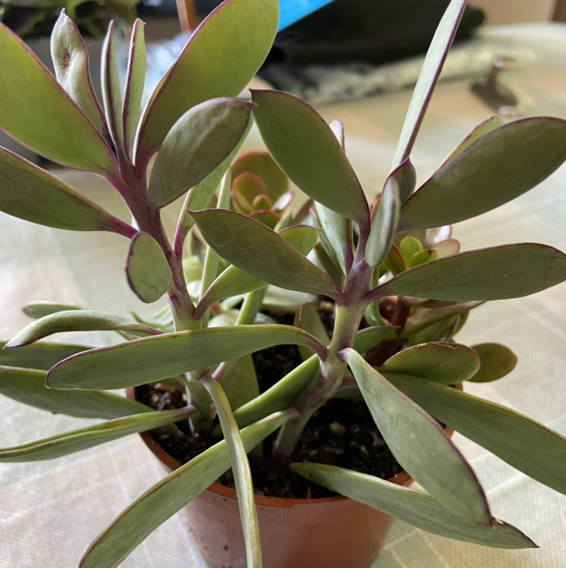 Peperomia 'Ginny' plant in a small pot with healthy green leaves and pinkish edges.