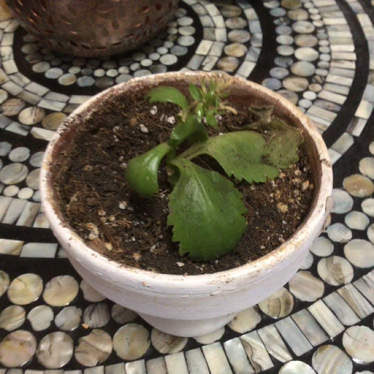 A healthy young Cathedral Bells plant with green leaves growing in a ceramic pot on a mosaic surface.