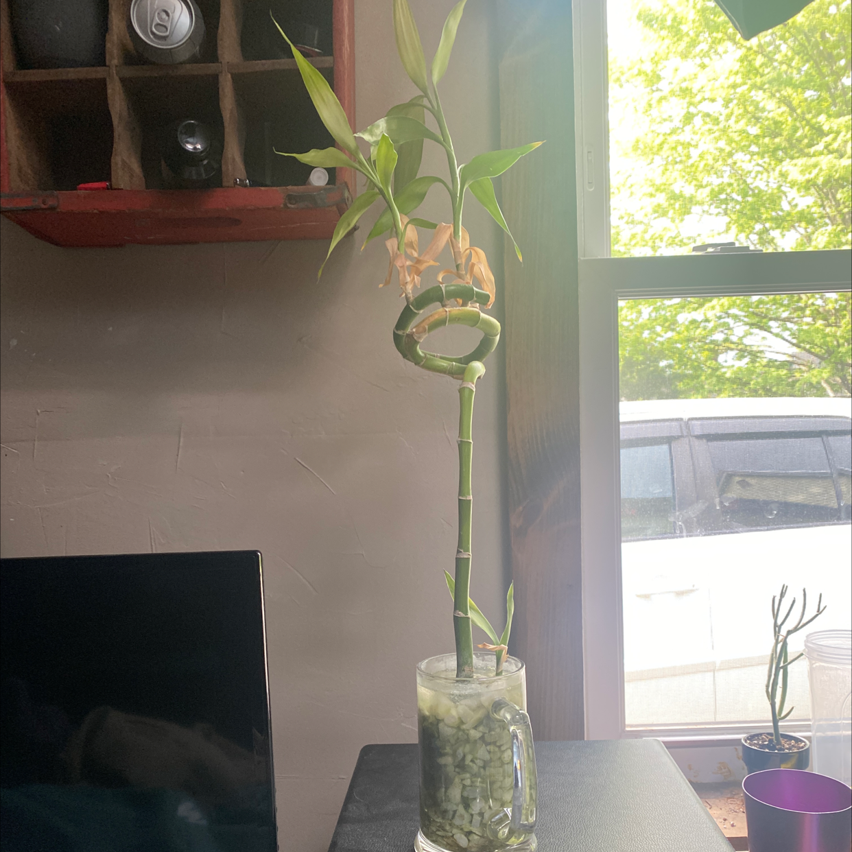 Lucky Bamboo plant photo by Owen named BMFB on Greg, the plant care app.