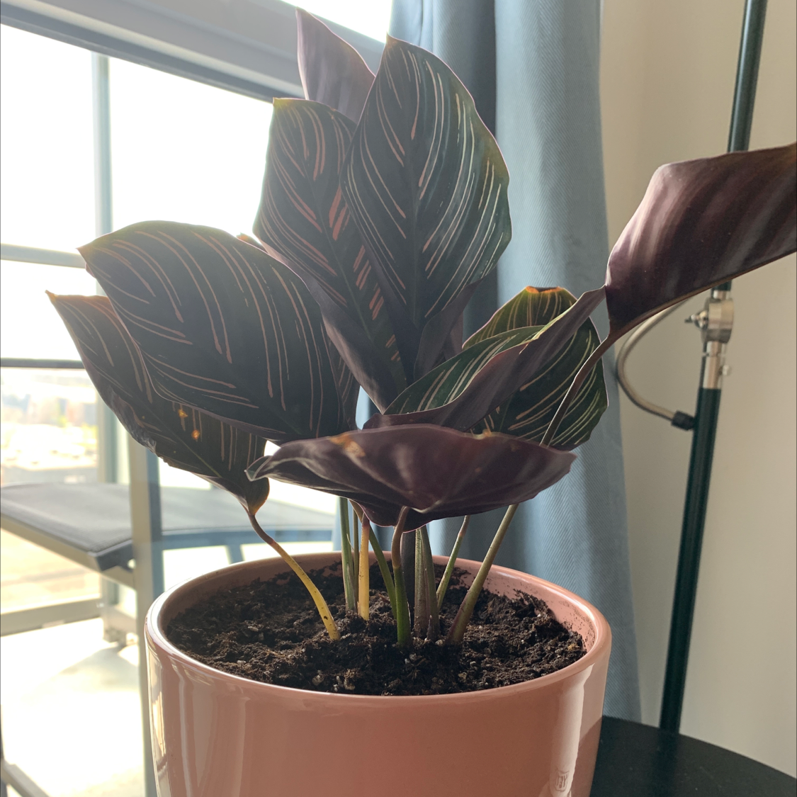 Pinstripe Calathea plant photo by @kenziecjones named Hermione on Greg, the plant care app.