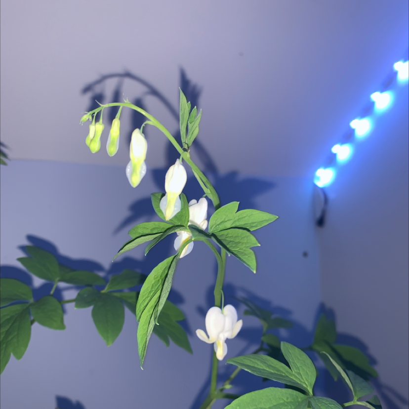 Asian Bleeding-Heart plant with white flowers and green leaves, blue lighting in the background.