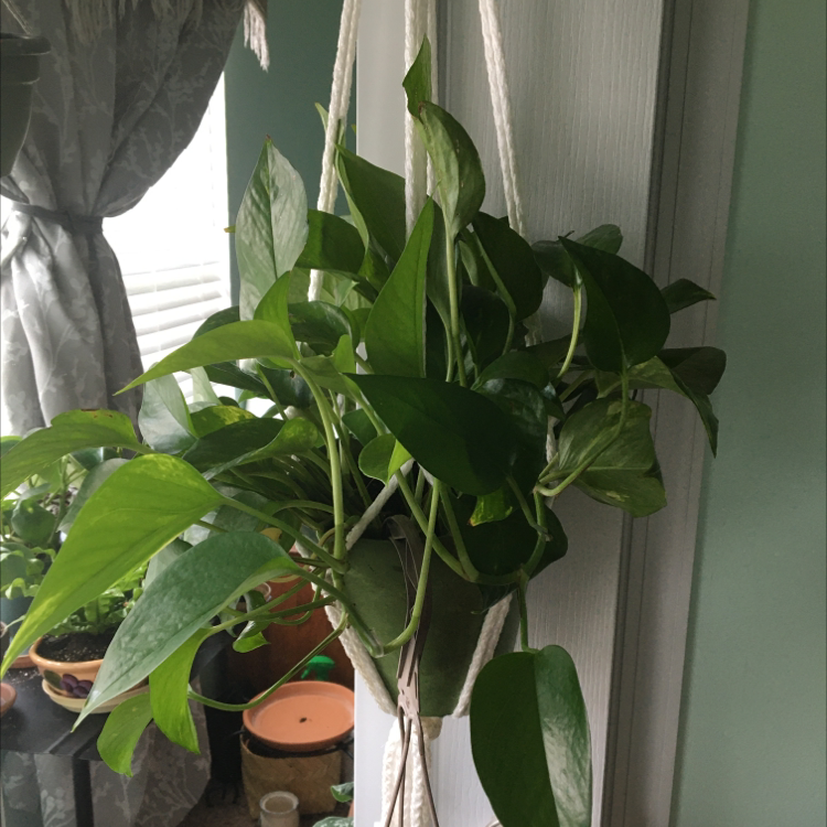 Taro Vine plant photo by @ErikasWindow named Poat on Greg, the plant care app.