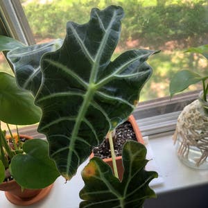 Alocasia Polly Plant plant photo by @Mkrull13 named Britney on Greg, the plant care app.