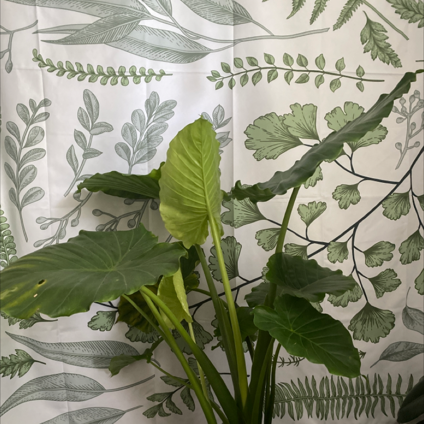 Elephant Ear Philodendron with large leaves, minor yellowing and browning, botanical-themed curtain background.