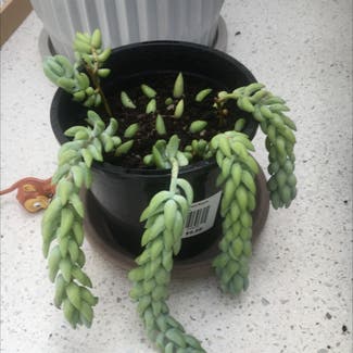 Burro's Tail plant in Kiama, New South Wales