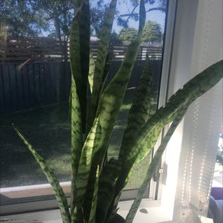 Snake Plant plant in Kiama, New South Wales