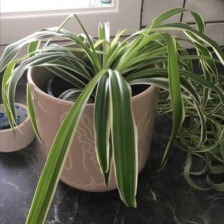 Spider Plant plant in Kiama, New South Wales