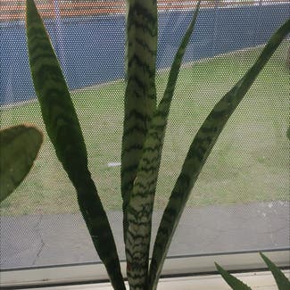 Snake Plant plant in Kiama, New South Wales