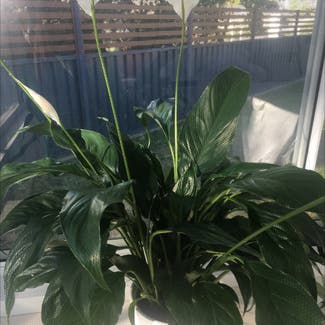 Peace Lily plant in Kiama, New South Wales