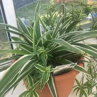 Spider Plant plant in Kiama, New South Wales