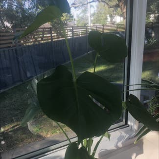 Monstera plant in Kiama, New South Wales