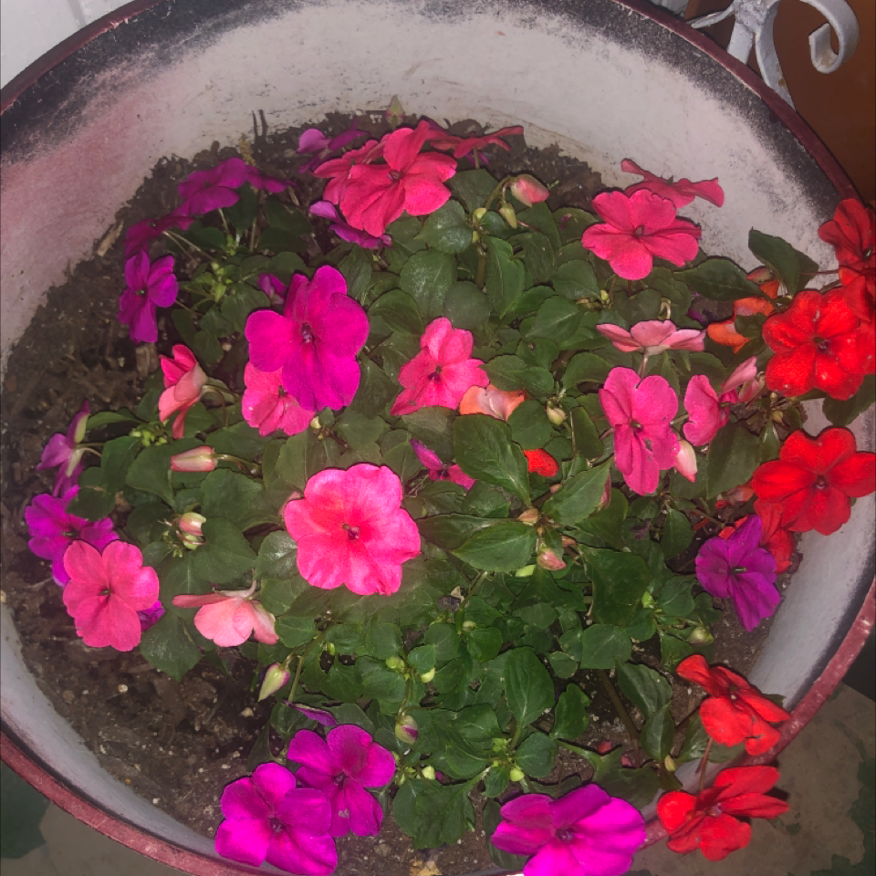 Potted Buzzy Lizzy plant with vibrant, colorful flowers and visible soil.