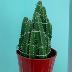 Hedge Cactus plant photo by @plantlady310 named Mando on Greg, the plant care app.
