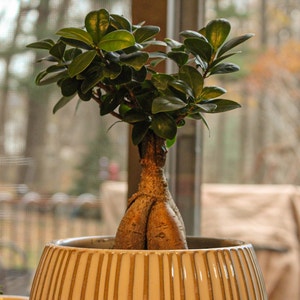Ficus Ginseng plant photo by Chew_becca named Tree Diddy on Greg, the plant care app.