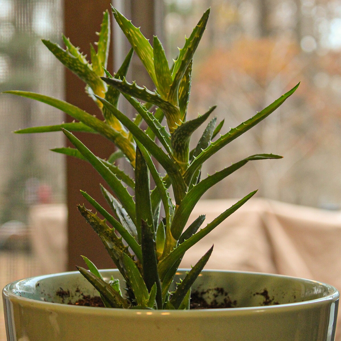 Tiger Tooth Aloe plant in a pot with green leaves, well-focused and healthy.