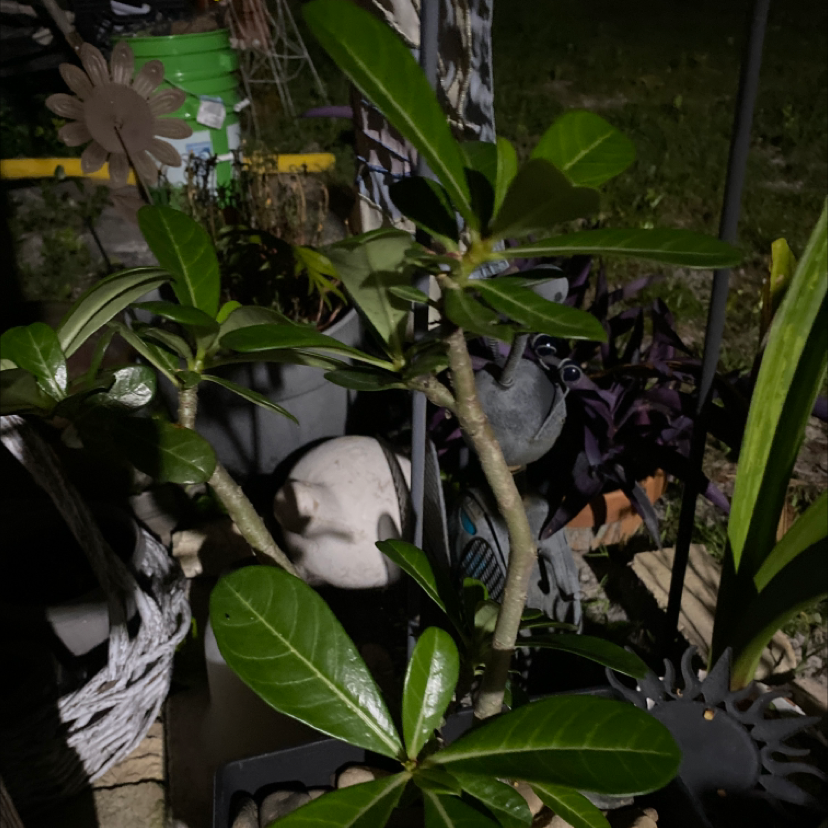 Desert Rose Plant plant photo by @useRofWeeD named Rose on Greg, the plant care app.