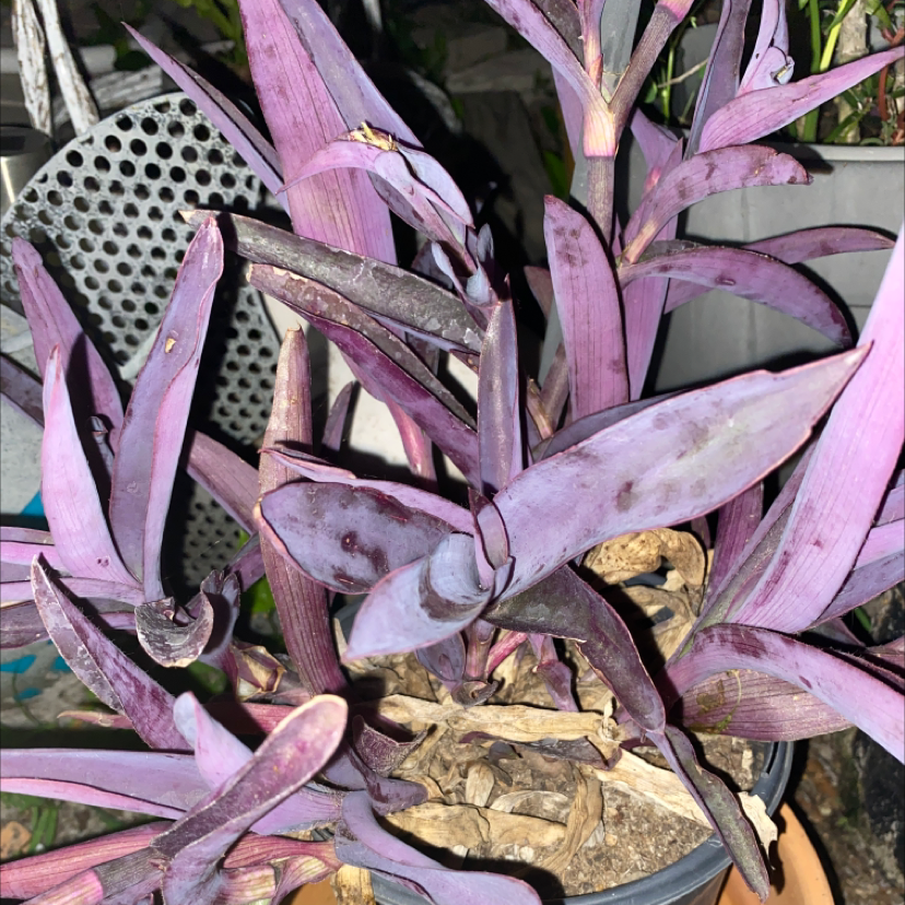 Purple Heart plant photo by @useRofWeeD named Purple on Greg, the plant care app.