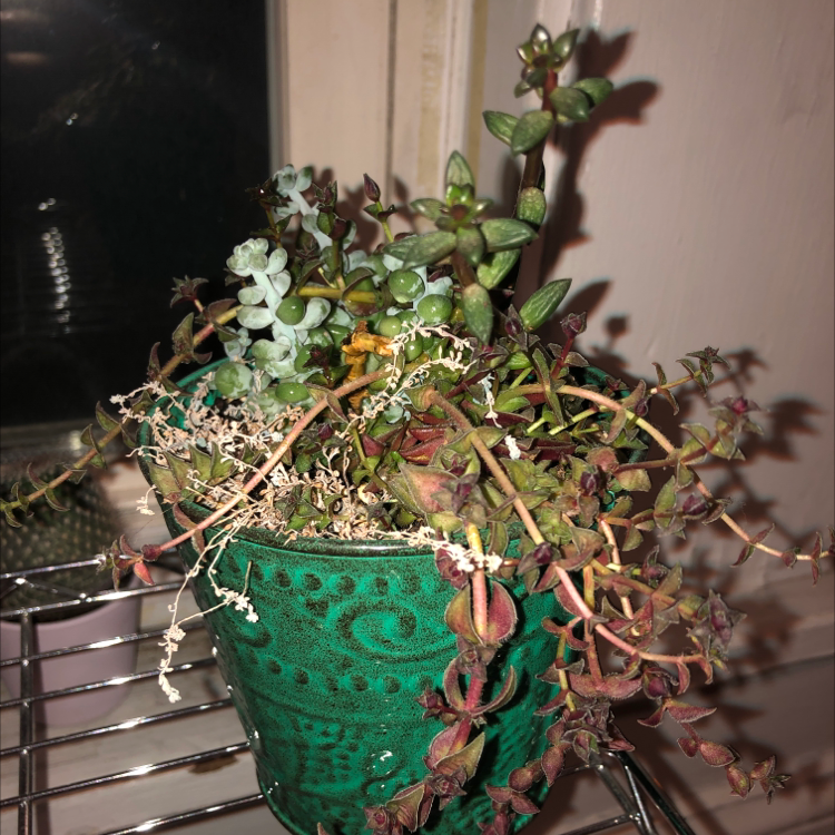 Vibrant Crassula Pellucida succulent with heart-shaped leaves trailing from a green pot, suggesting a very healthy specimen.
