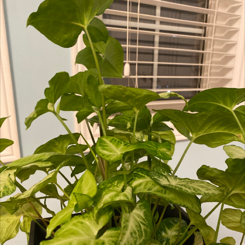 Red Heart plant photo by @mckenziee03 named Reiner on Greg, the plant care app.