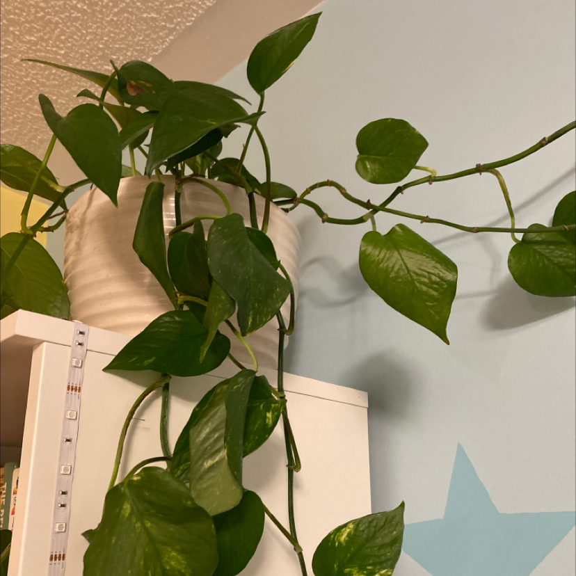 Taro Vine plant photo by @mckenziee03 named Bertolt on Greg, the plant care app.
