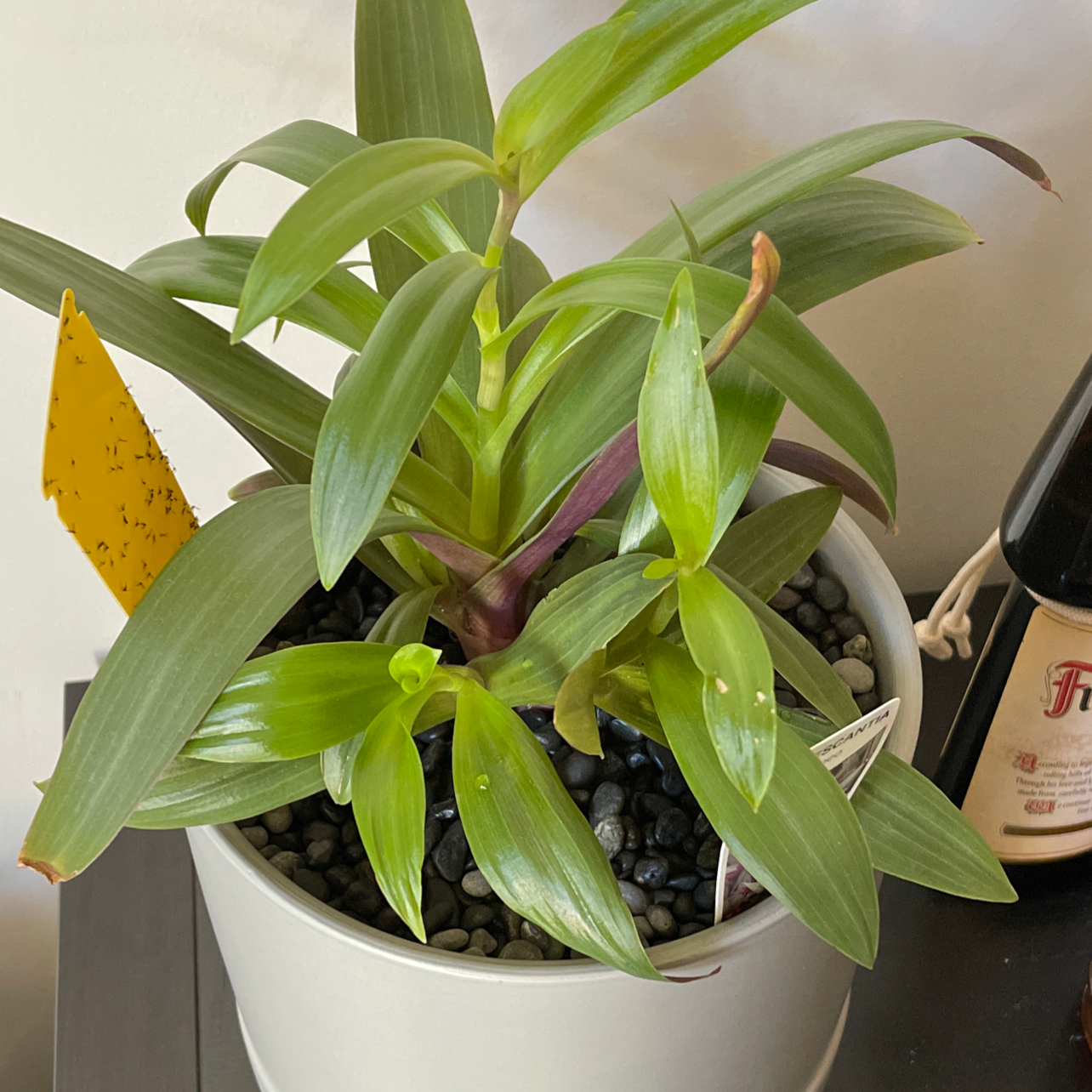 Basket Plant in a white pot with visible soil and pebbles, and a yellow sticky trap.