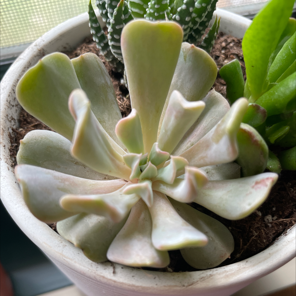Echeveria 'Topsy Turvy' succulent in a pot with visible soil and other plants.