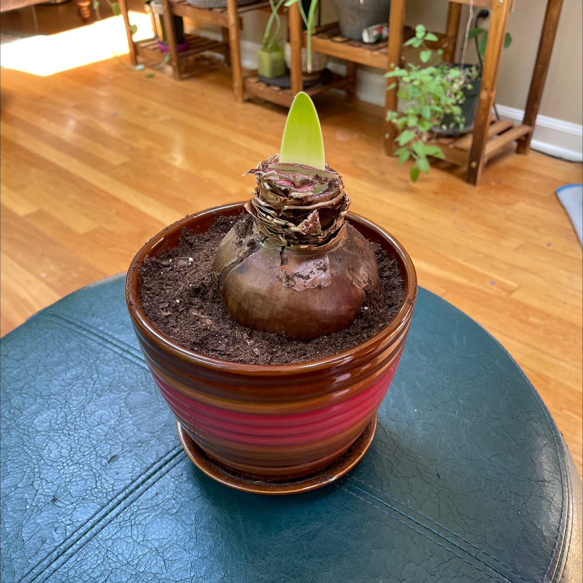 Hippeastrum 'Red Lion' plant photo by @JferLuvsConifers named Gene Simmons on Greg, the plant care app.