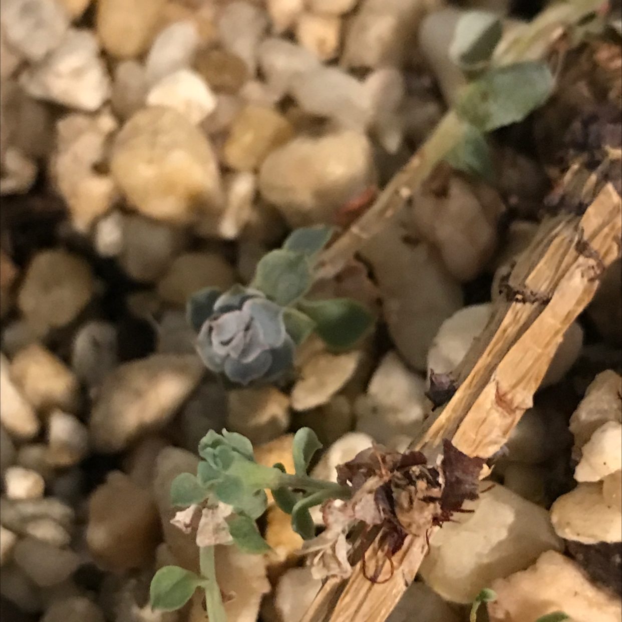 Hells Bells plant photo by @JferLuvsConifers named Ronaldo on Greg, the plant care app.