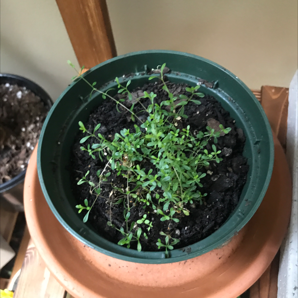 Border Carnation plant photo by @JferLuvsConifers named James Dean on Greg, the plant care app.