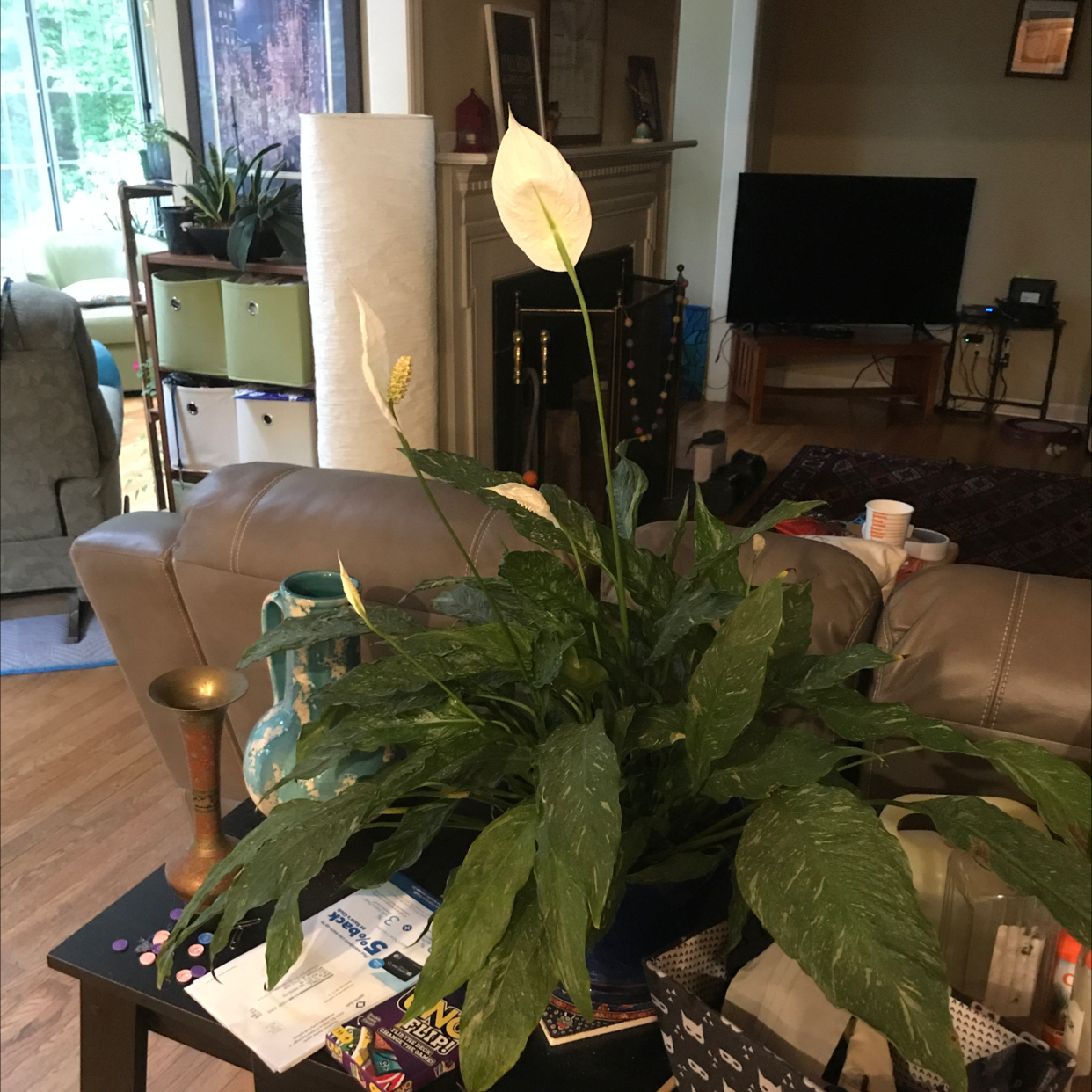 Peace Lily plant photo by @JferLuvsConifers named Brachture on Greg, the plant care app.