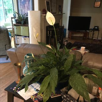 Peace Lily plant in Greensboro, North Carolina