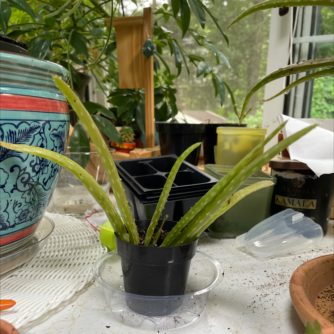 Aloe vera plant photo by @JferLuvsConifers named Is it me you’re looking for? on Greg, the plant care app.