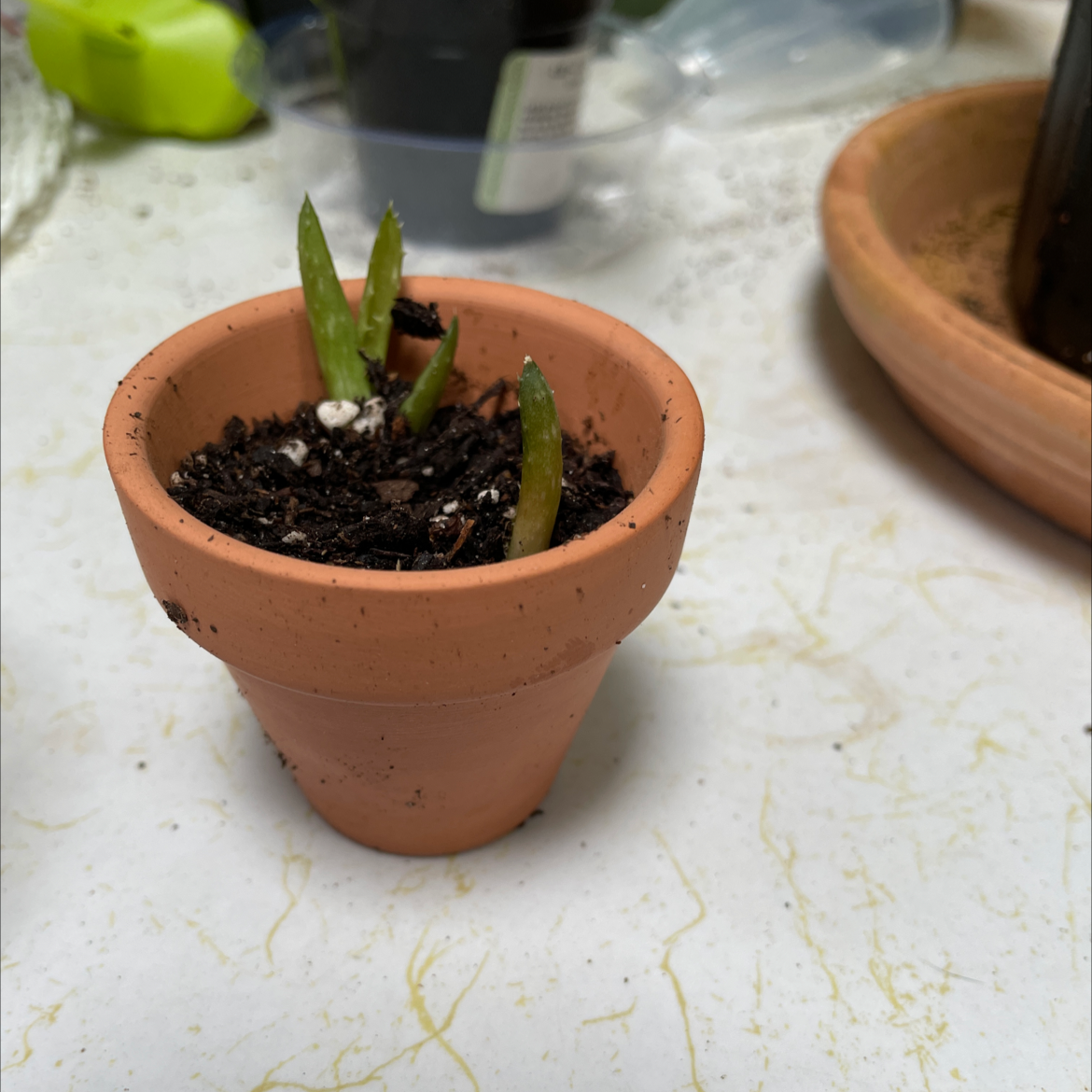 Aloe vera plant photo by @JferLuvsConifers named David on Greg, the plant care app.
