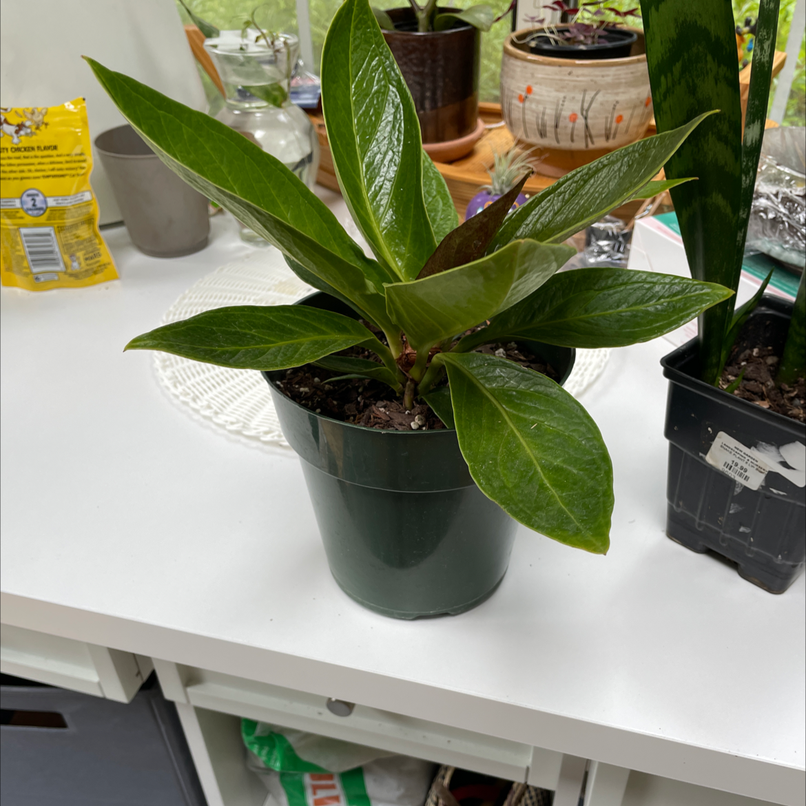 Healthy Bird's nest anthurium plant in a pot with green, glossy leaves.