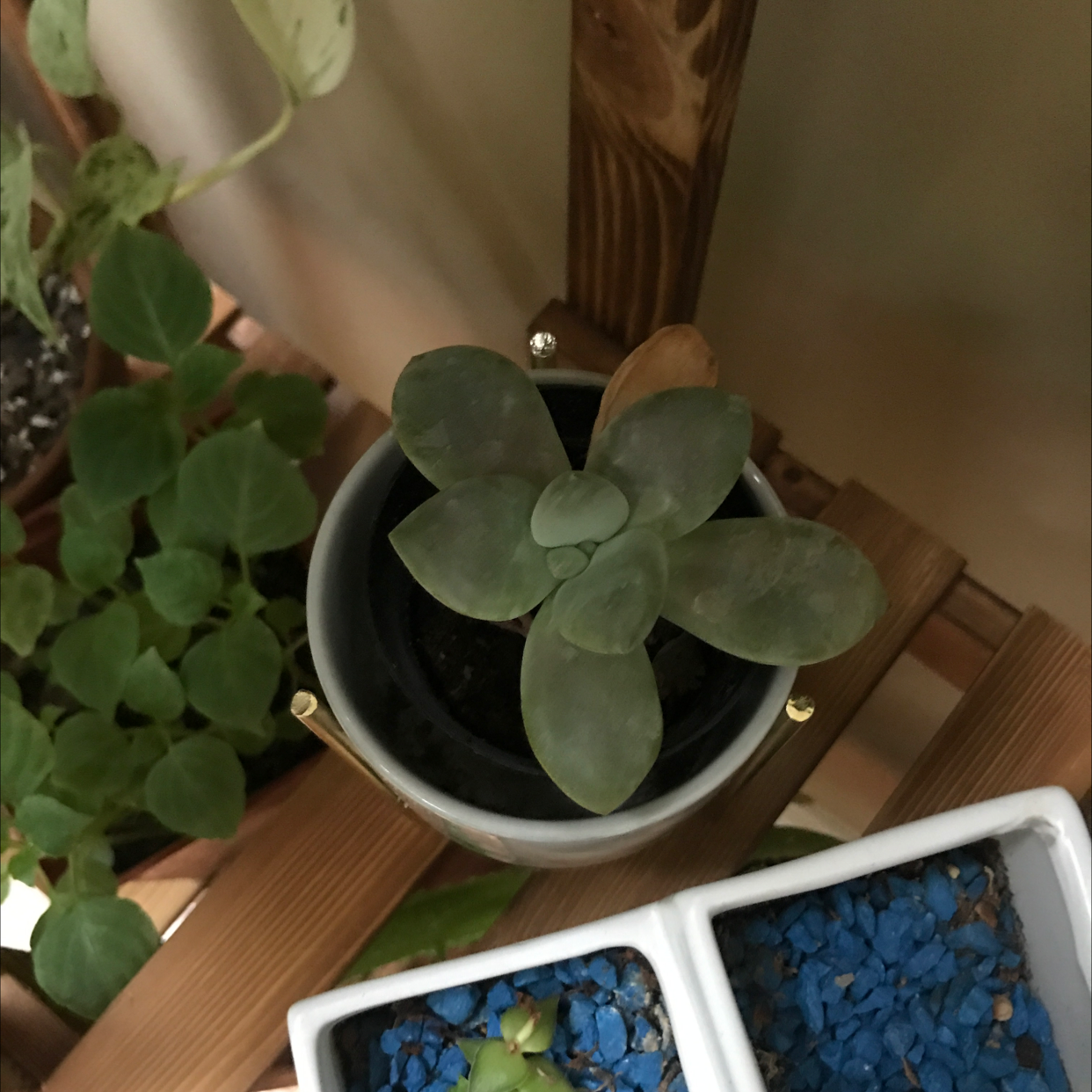 Mexican Snowball plant photo by @JferLuvsConifers named Luna on Greg, the plant care app.